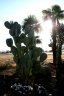 09-29 Cactus.JPG - 